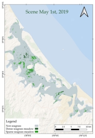 Seagrass map in Taurangar Harbour, New Zealand